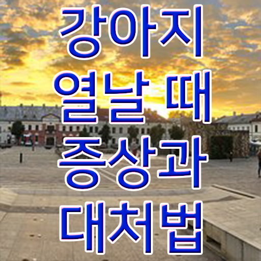  강아지열날때 처치방법 핵심 공개 !!!