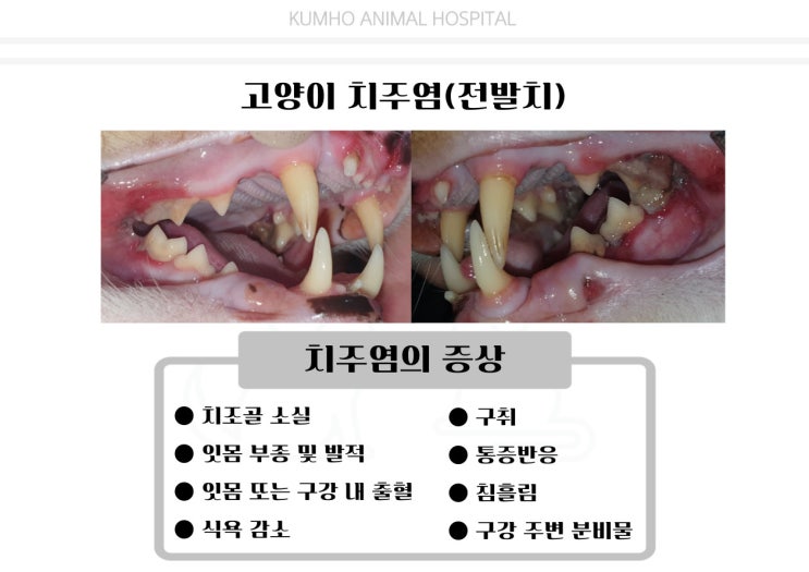  광주 고양이 치과 - 8살 고양이의 치주염으로 인한 발치 수술 case [광주 치과 동물병원, 고양이 전발치, 고양이 발치, 고양이 치주염]