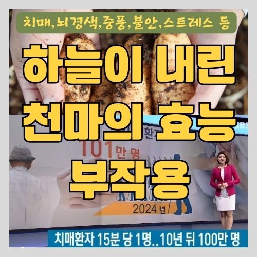  하늘이 내린 선물 '천마'의 효능과 부작용 - 뇌경색, 중풍, 뇌혈관, 불안증상, 치매증상 개선에 좋은 음식