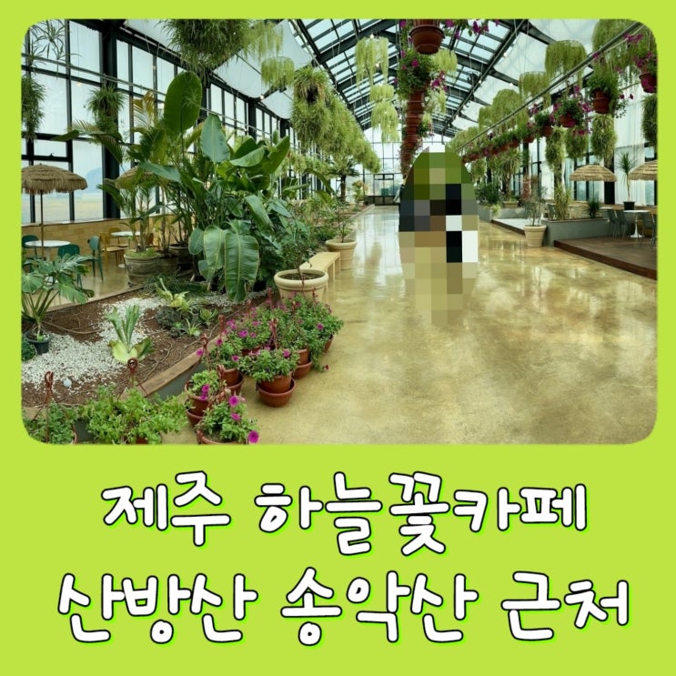  [제주도] 하늘꽃 카페 제주 - 서귀포 송악산 둘레길, 산방산 둘레길 근처 정원카페 식물카페 추천