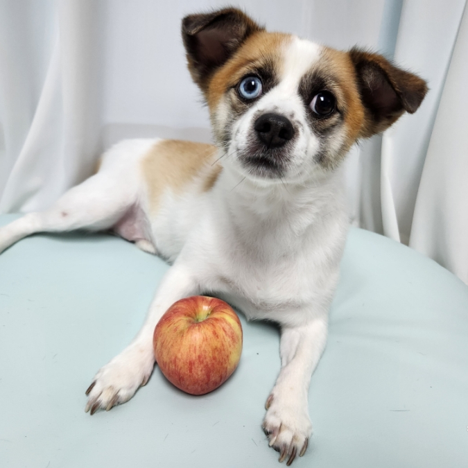 강아지 과일 사과 급여량은?  껍질 사과씨 안돼