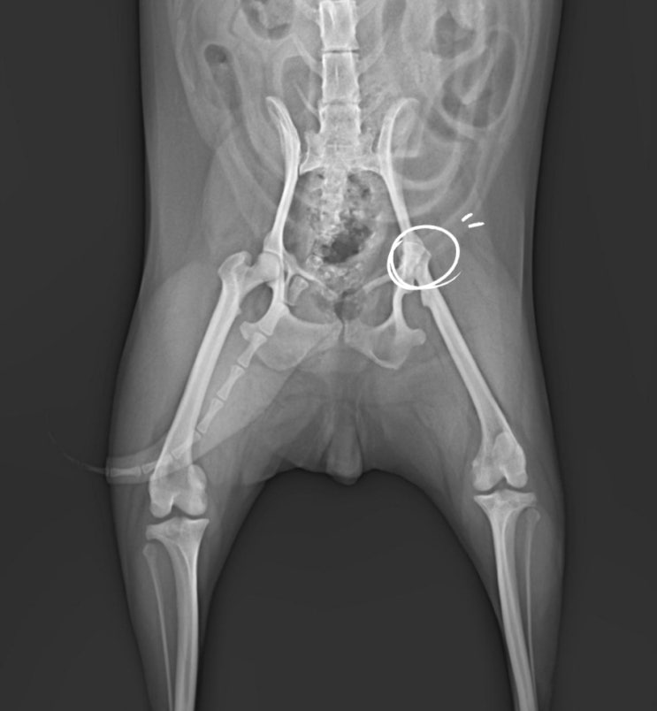 강아지 고관절 이형성증 증상 대퇴골두제거수술 비용