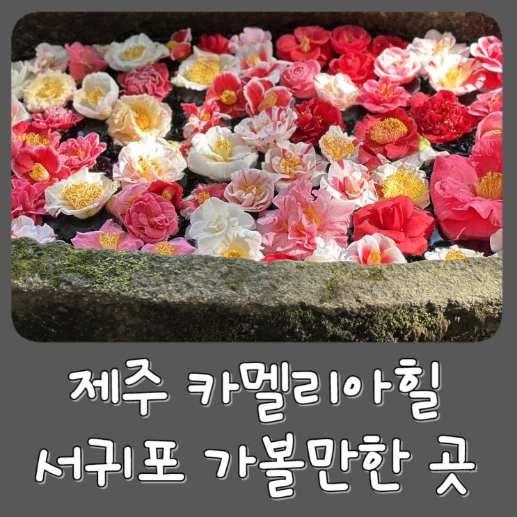  [제주도] 카멜리아힐 - 2월 제주 서귀포 가볼만한곳, 동백 동백꽃 | 입장료 가격 할인 시간