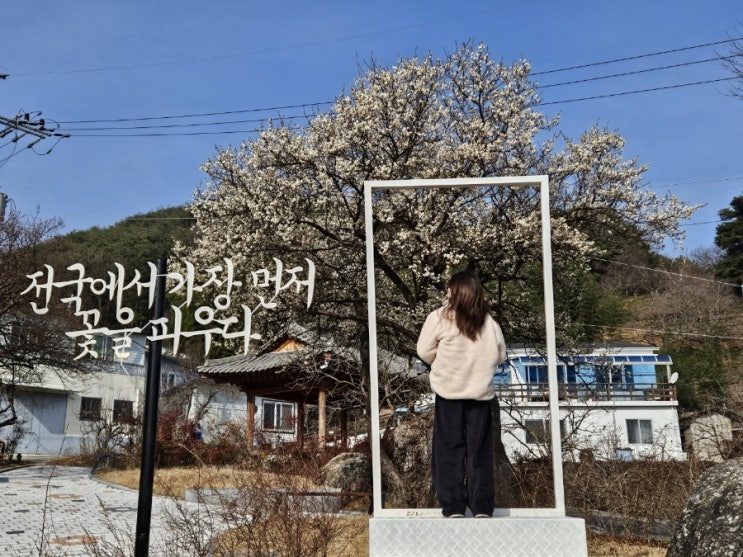  광양 소학정 마을 전국에서 가장 먼저 꽃을 피우는 동네 여순광 봄여행 매화 꽃 구경 여수순천광양 가볼만한곳 추천