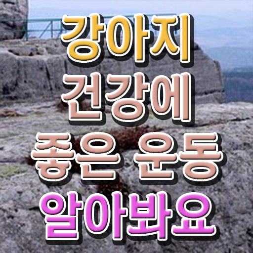  반려견운동지도사 자격증 취득 후기 강력추천 .
