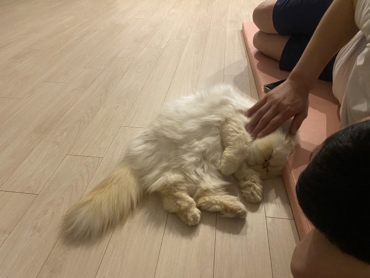  우리집 고양이
