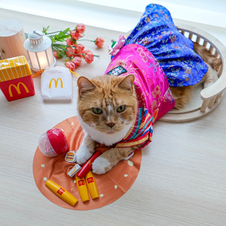  고양이 한복 설빔 케이프 뚱냥이도 가능한 고양이 전용 옷 후기