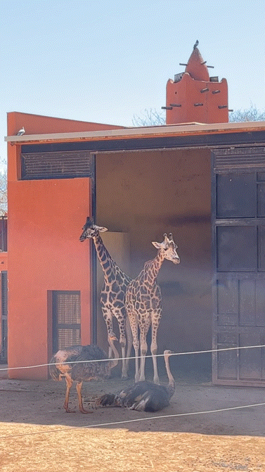  [코르도바 교환학생#51] 2023.03.30 목 / Centro de Conservación Zoo Córdoba 동물원에서 혼자 놀기