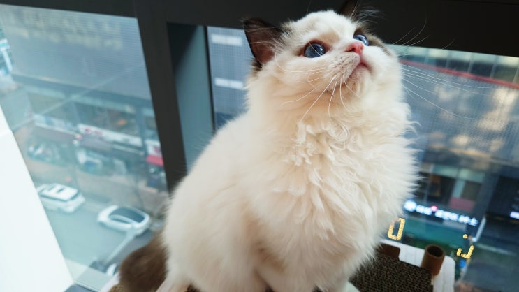  인천 청라 고양이 호텔 묘한호텔 레이 사진 기록