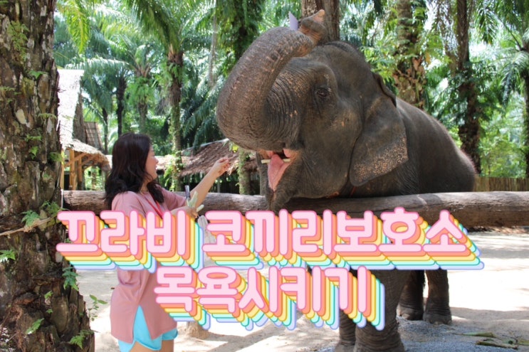 태국 끄라비 코끼리 보호소 목욕시키기 Krabi Elephant Shelter 추천