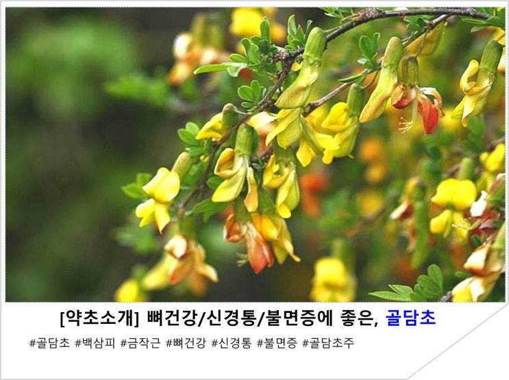  [약초소개] 뼈건강/신경통/불면증에 좋은, 골담초