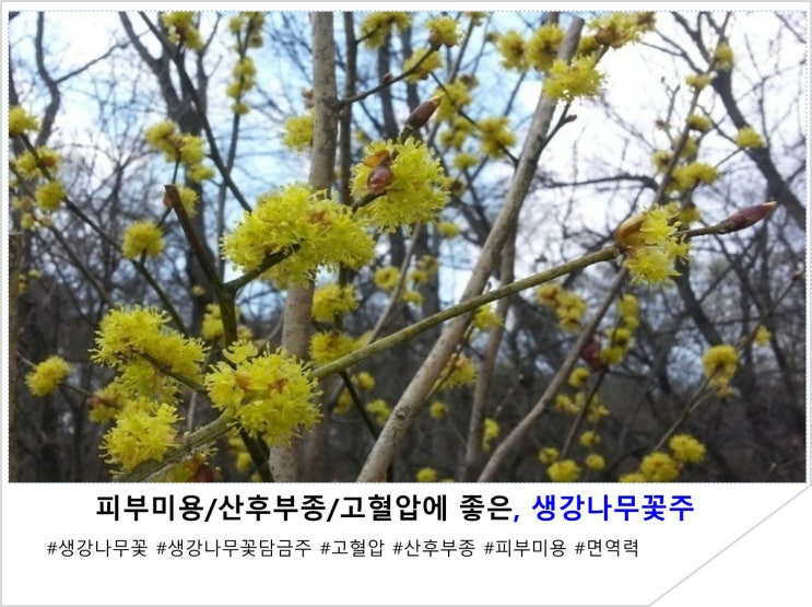  피부미용/산후부종/고혈압에 좋은, 생강나무꽃주