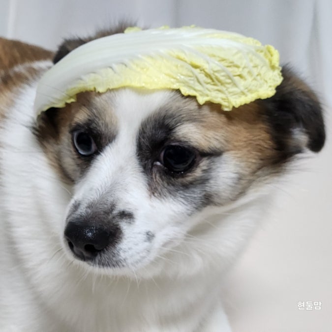 강아지 배추 알배추 배추전 먹어도 되는 야채는? 강아지 배추 알배추 배추전 먹어도 되는 야채는?