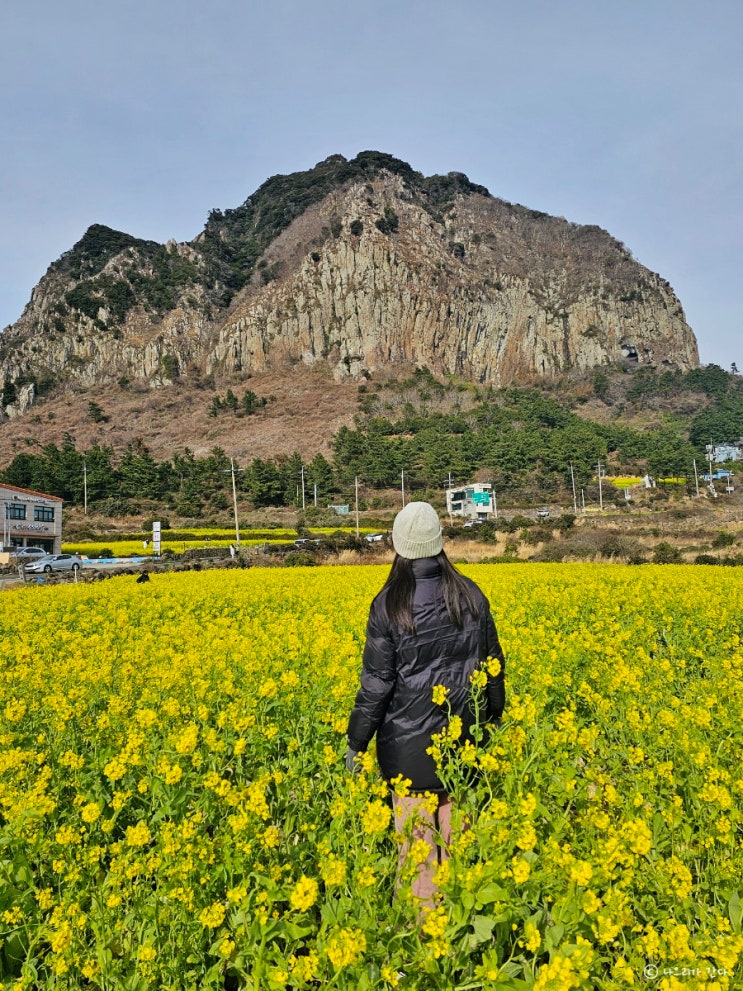  산방산 유채꽃 명소 개화 실시간, 위치