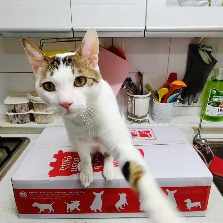힐스 사이언스 다이어트 어덜트 10kg 고양이 건식 사료 내돈내산 리뷰