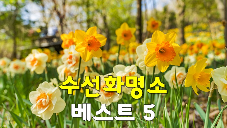 봄꽃 나들이! 수선화명소 베스트 5 (2024년 3월 수선화 꽃축제, 개화시기, 노란 수선화 꽃말) 봄꽃 나들이! 수선화명소 베스트 5 (2024년 3월 수선화 꽃축제, 개화시기, 노란 수선화 꽃말)