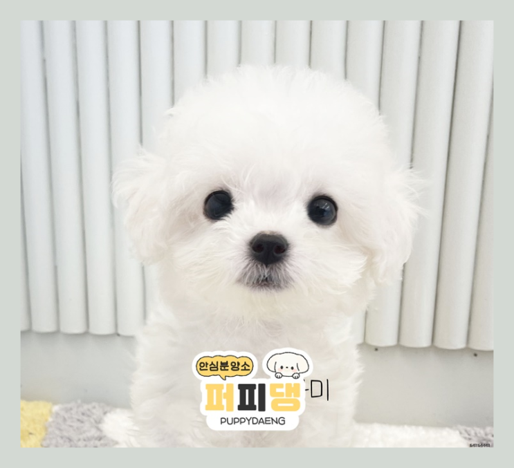  익산애완견분양 결심하게 만들어