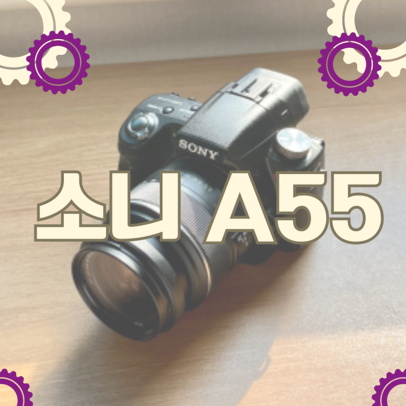 왕초보의 '소니 a55(알파55)' 후기 (feat. 저렴한 DSLR 추천 당근마켓)
