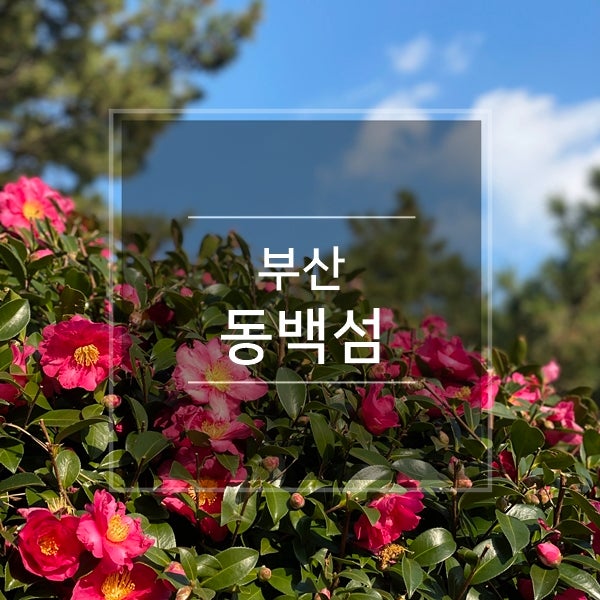  부산 해운대 동백섬 꽃구경 뚜벅이 여행 가볼만한곳 : 겨울 동백꽃명소(동백꽃말) 누리마루와 해운대해수욕장 피크닉 볼거리 관광지 추천