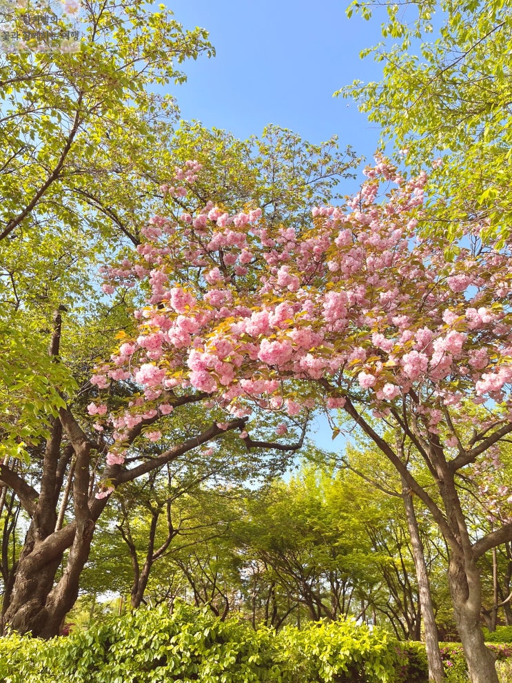  3월 4월 일본 오사카 벚꽃여행 축제 명소 개화시기 총정리