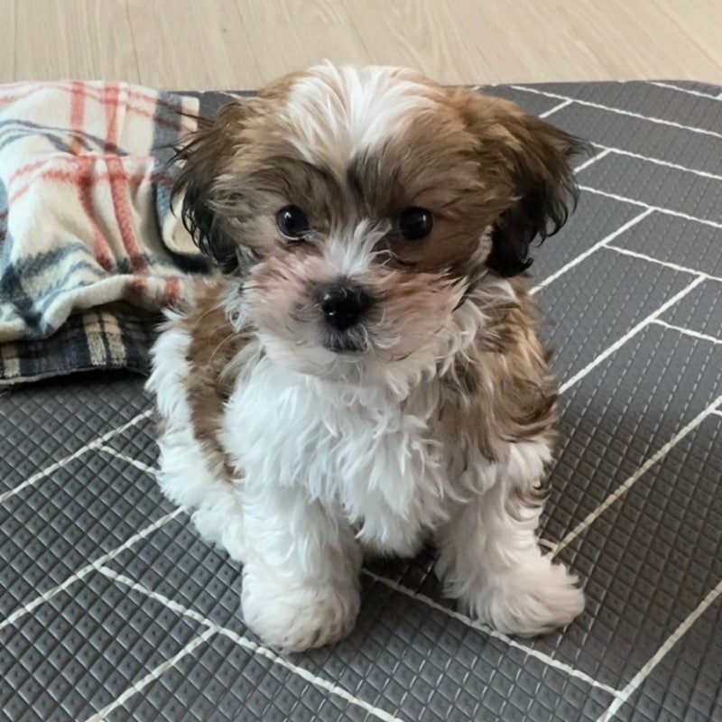 사진 10