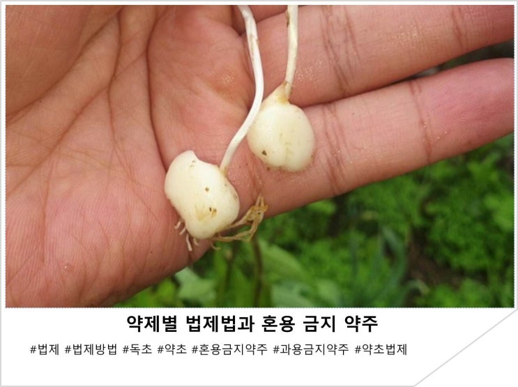  약제별 법제법과 혼용 금지 약주