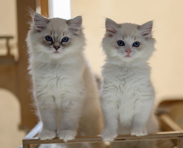 랙돌 고양이 캐터리 분양 10주 자묘 A1, 아기고양이 몸무게 성격