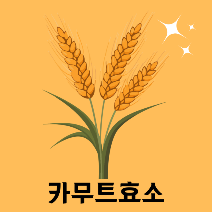  카무트효소 효능 부작용 만드는 법 모르고 먹으면 악이다