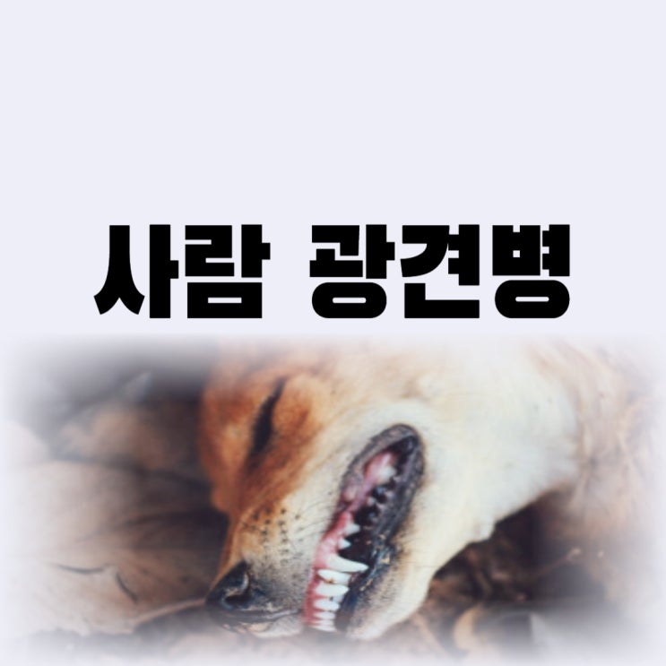 사람 광견병 증상 광견병 예방접종 주사주기는