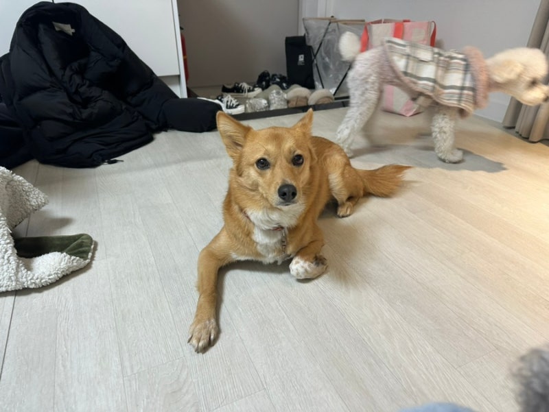 포포숑하우스