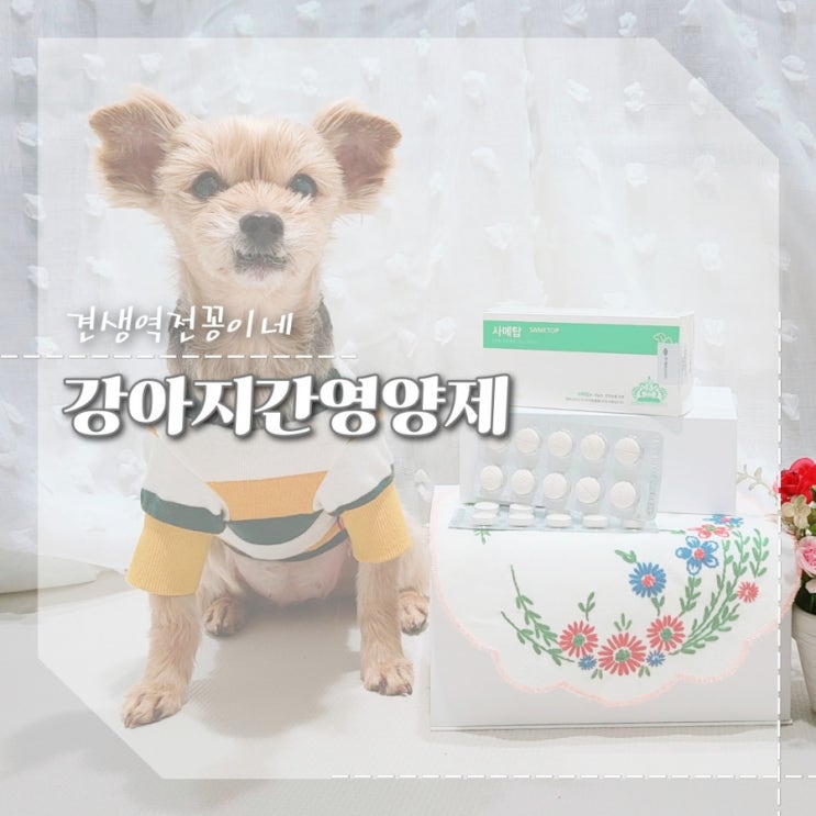  강아지 간수치 높을때 증상 관리 강아지 간영양제 추천
