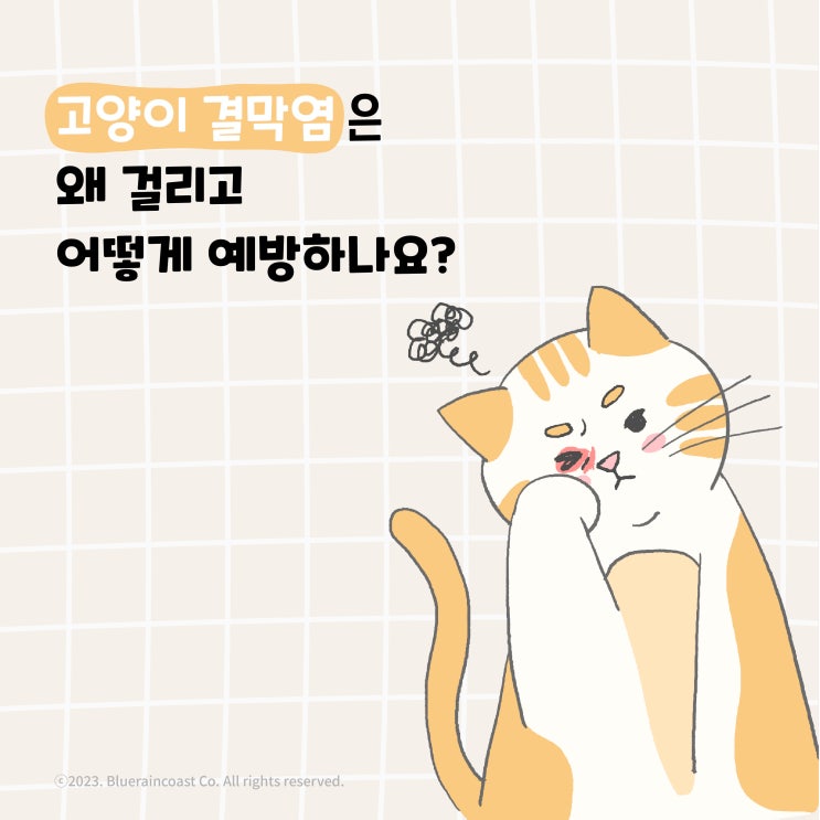 [평택 고덕 동물병원] 고양이결막염 원인과 증상에 대해 알아봐요!