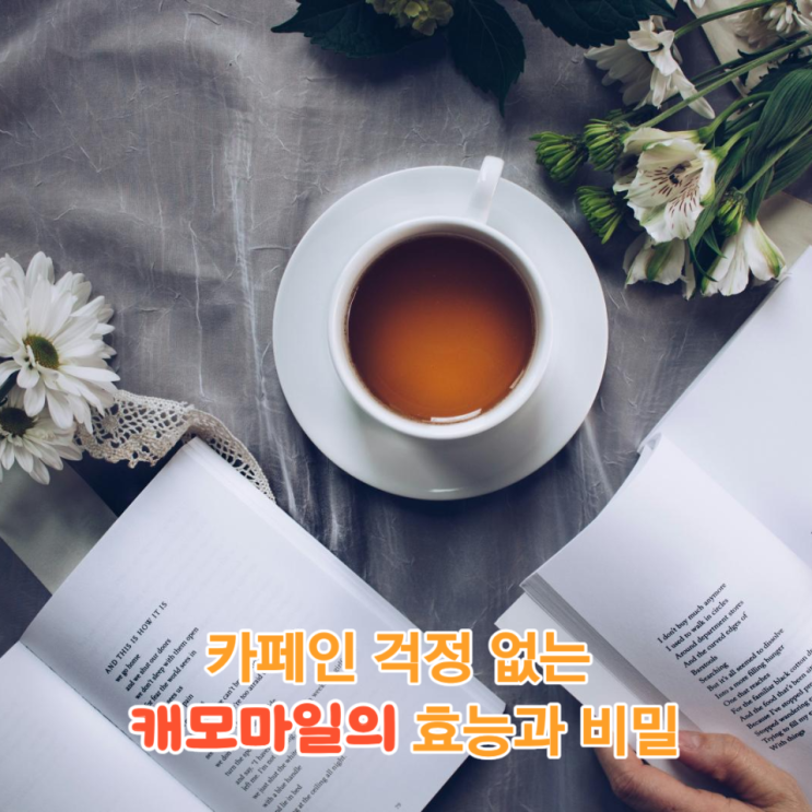  카페인 걱정 없는 힐링 차/캐모마일의 효능과 비밀