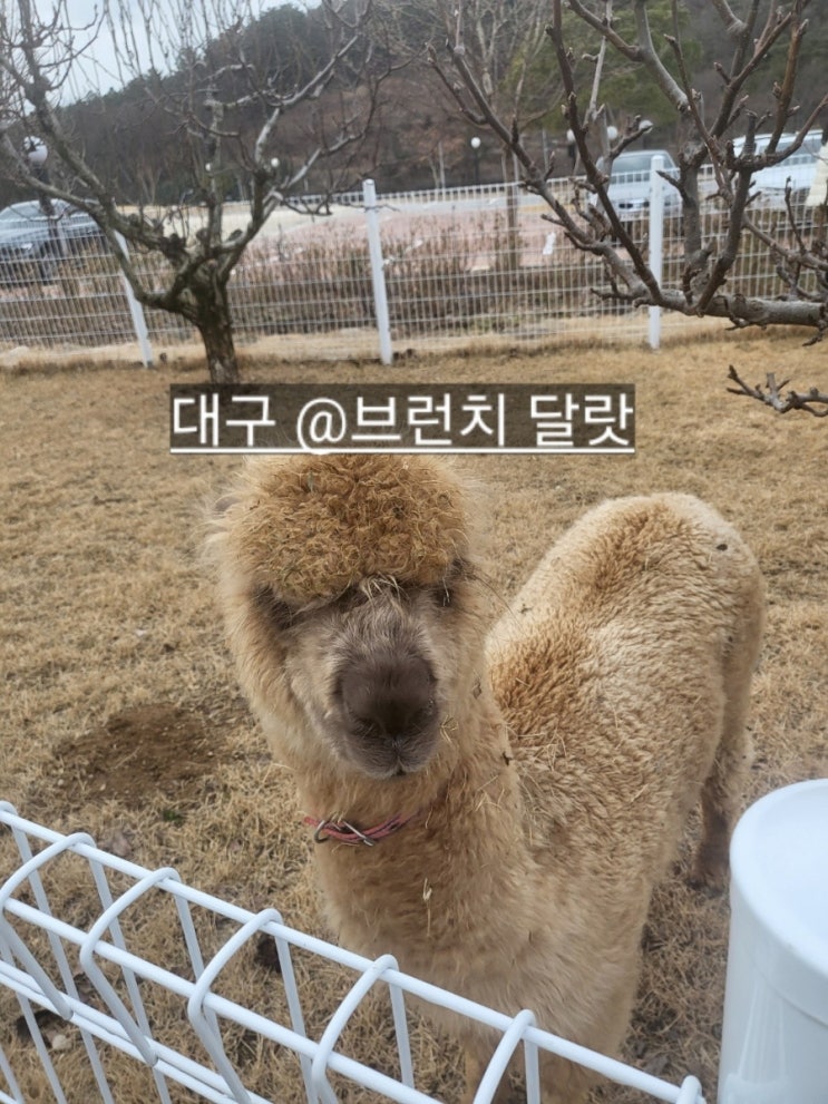  대구 동구 브런치 카페 달랏 아이랑 가기 좋은 대구 카페