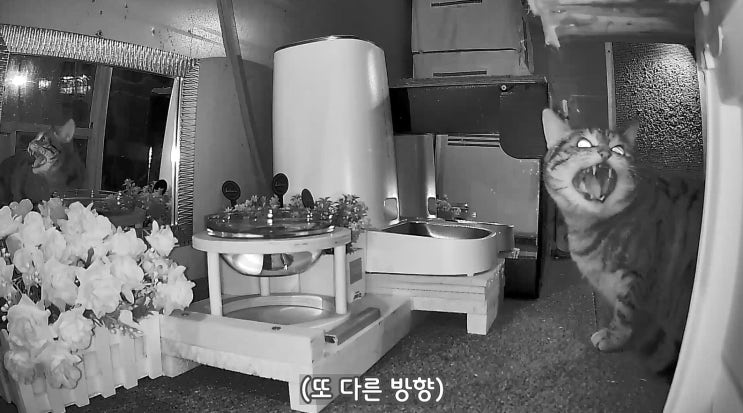  리셋 된 수마니의 역대급 하악질 : 유기묘옥수
