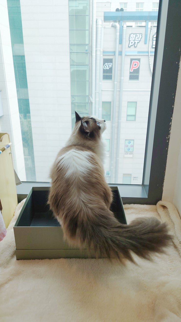  인천 청라 고양이 호텔 묘한호텔 레오 사진 기록