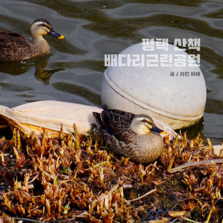  평택 배다리생태공원 산책 철새구경 데이트