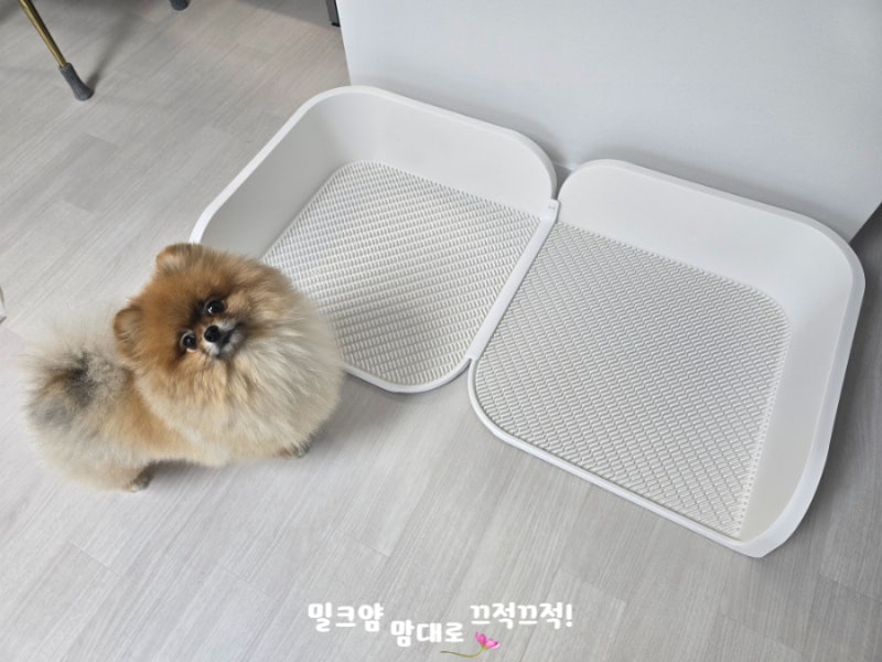 왓츠인마이백 브라이언 추천 애견용품템 두잇배변판