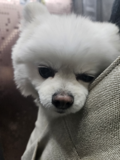 예쁨줄개