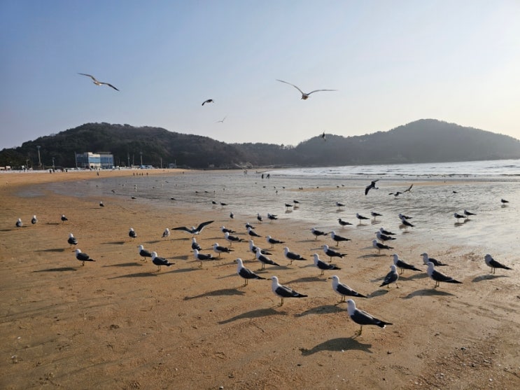  인천 영종도 을왕리 해수욕장, 바지락칼국수 갈매기쇼
