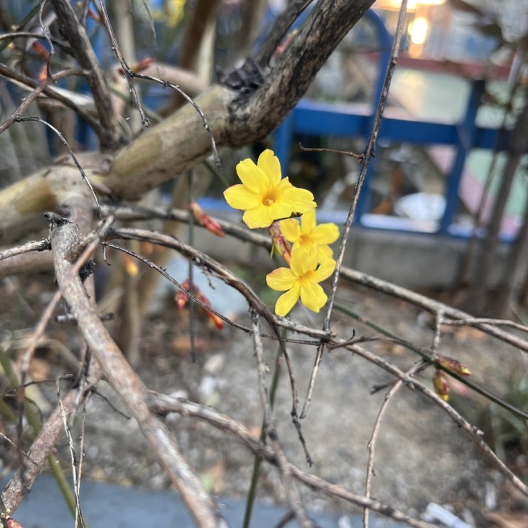  2024.02.13- 봄이 오는 중..?