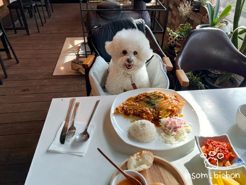 솜사랑