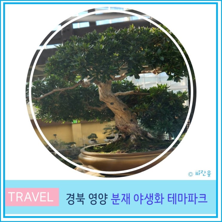  경북 영양 가볼 만한 곳 영양 분재 야생화 테마파크 실내 나들이 여행