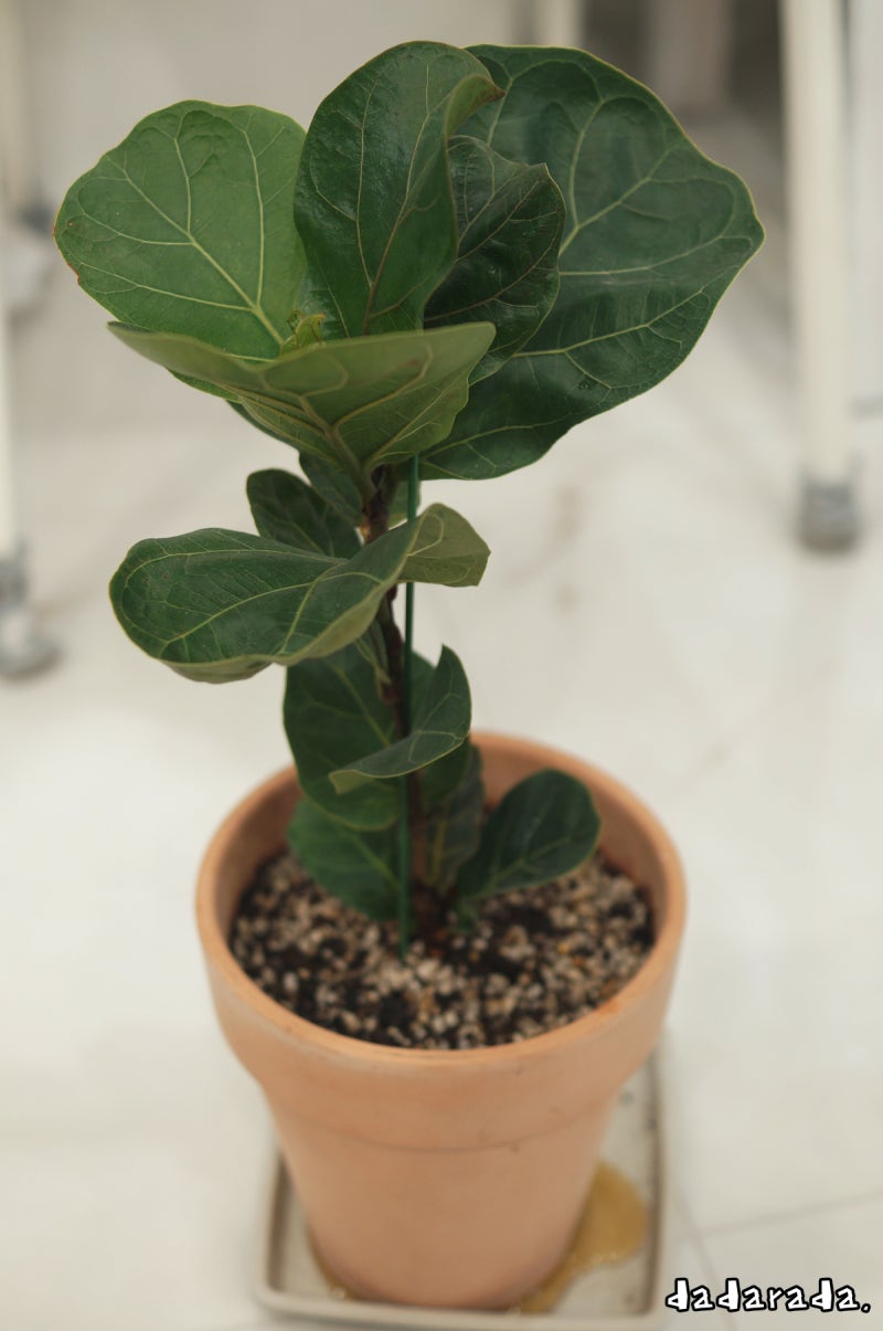 떡갈잎고무나무 새잎에 갈색점 생겼다고? : 네이버 블로그, image size:800x1205