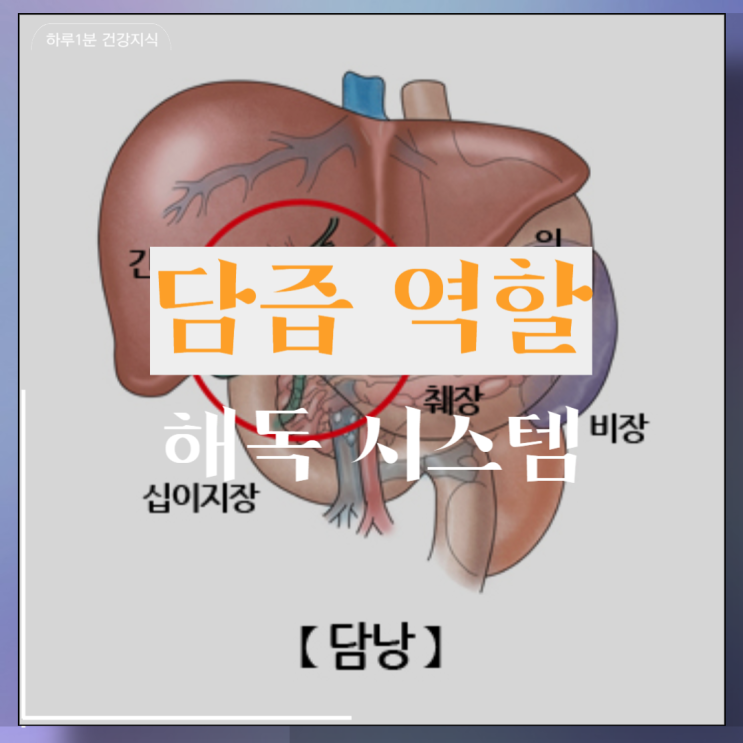  담즙 역할 분비 담즙산 생성과 해독 시스템