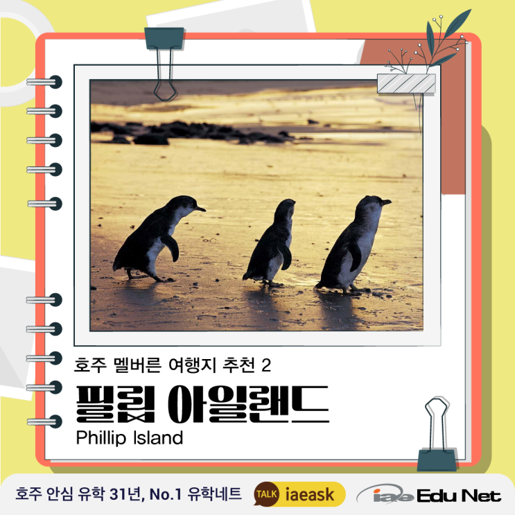  [호주 여행] 멜버른 필수 여행지 추천 2탄 | 필립 아일랜드 Phillip Island | 펭귄 퍼레이드, 세계 슈퍼 파이크 챔피언쉽, 낚시 투어