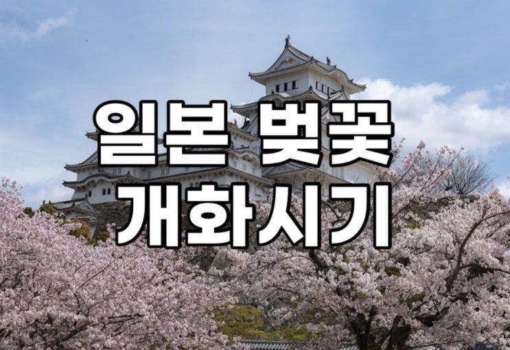 2024년 일본여행 벚꽃 개화 만개정보 도시별 핫스팟 정리