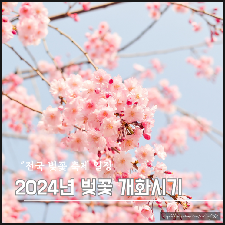  2024년 벚꽃개화시기 전국벚꽃축제 일정의 모든 것