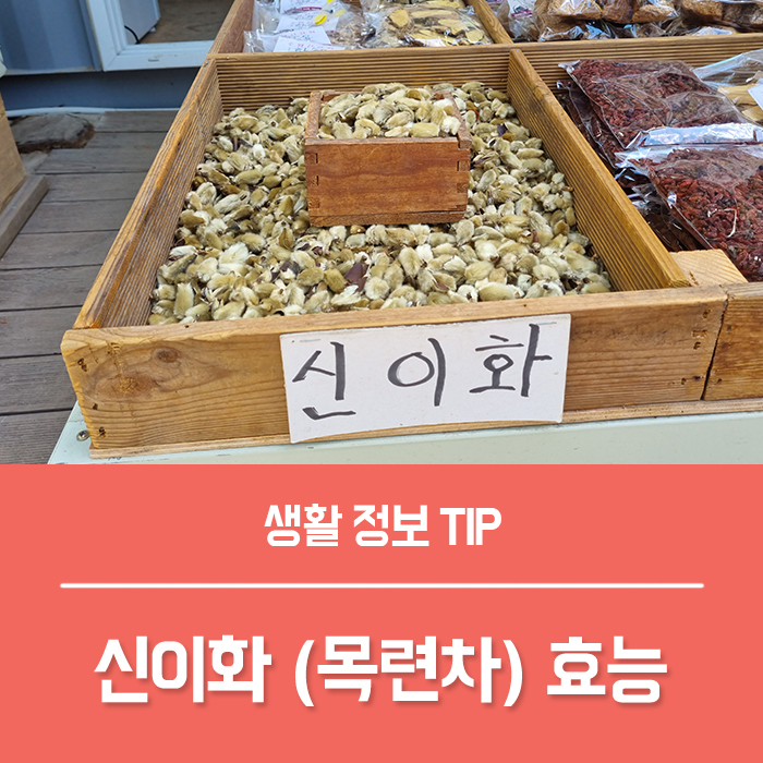  신이화 목련꽃차 효능 목련차 부작용은?