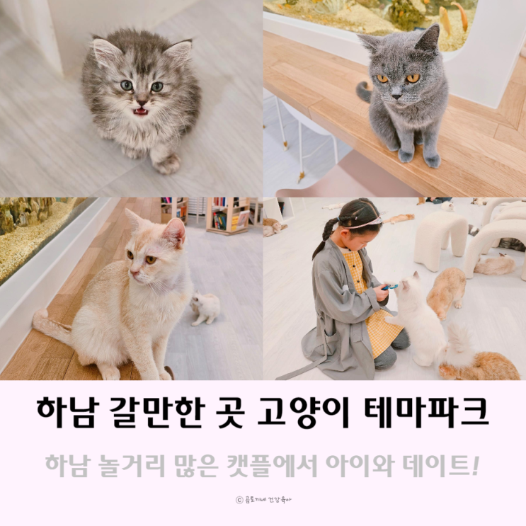하남 갈만한곳 아이와 고양이 테마파크 캣플에서 데이트 하남놀거리 하남 갈만한곳 아이와 고양이 테마파크 캣플에서 데이트 하남놀거리